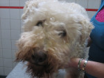 Keelin,13,5 jaar soft-coated wheaten kletst graag bij acup.